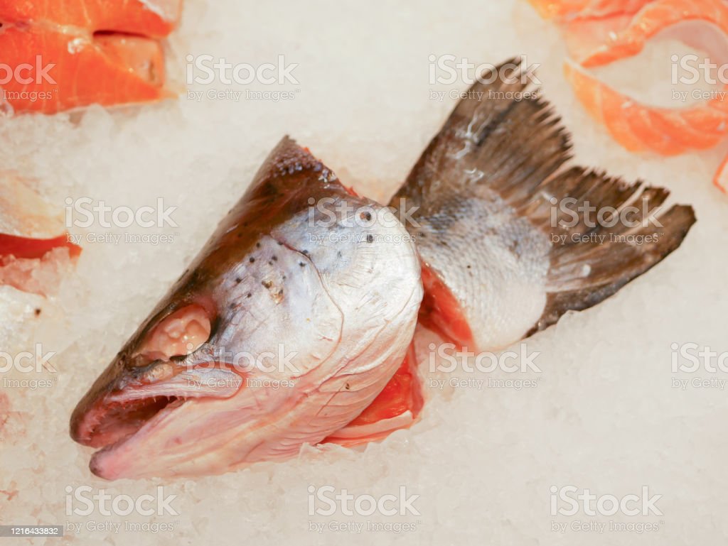Detail Ikan Salmon Merah Nomer 47