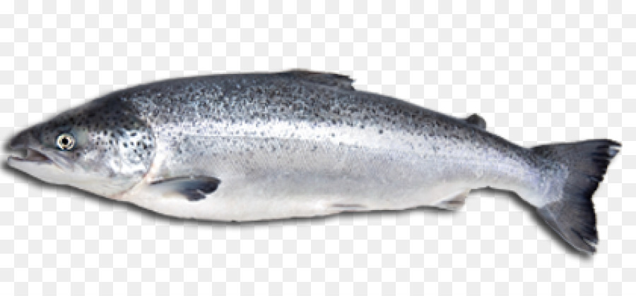 Ikan Salmon Png - KibrisPDR