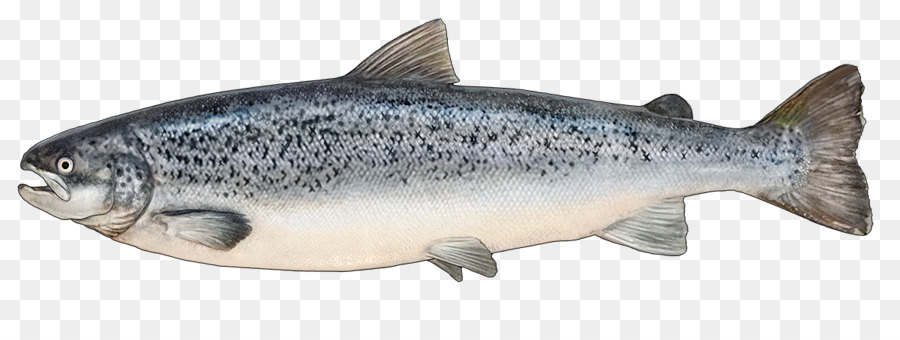 Download Ikan Salmon Png Nomer 9