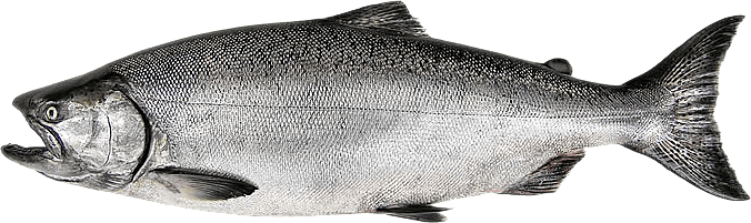 Download Ikan Salmon Png Nomer 12