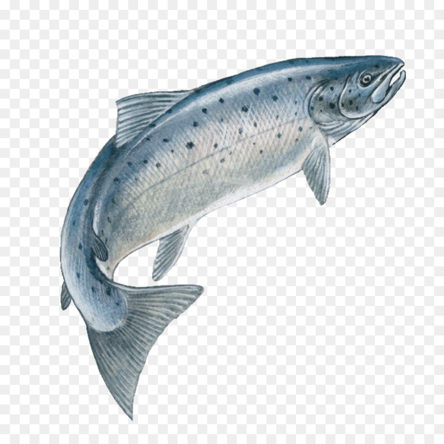 Detail Ikan Salmon Png Nomer 3