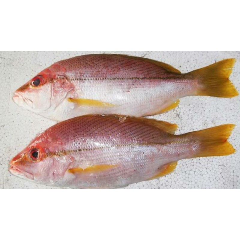 Ikan Sirip Kuning - KibrisPDR