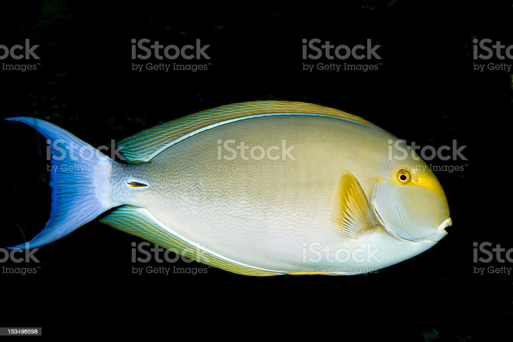 Detail Ikan Sirip Kuning Nomer 8