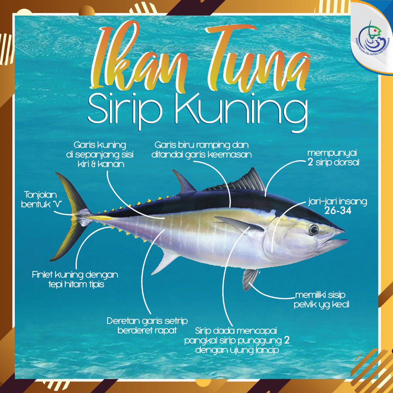 Detail Ikan Sirip Kuning Nomer 14