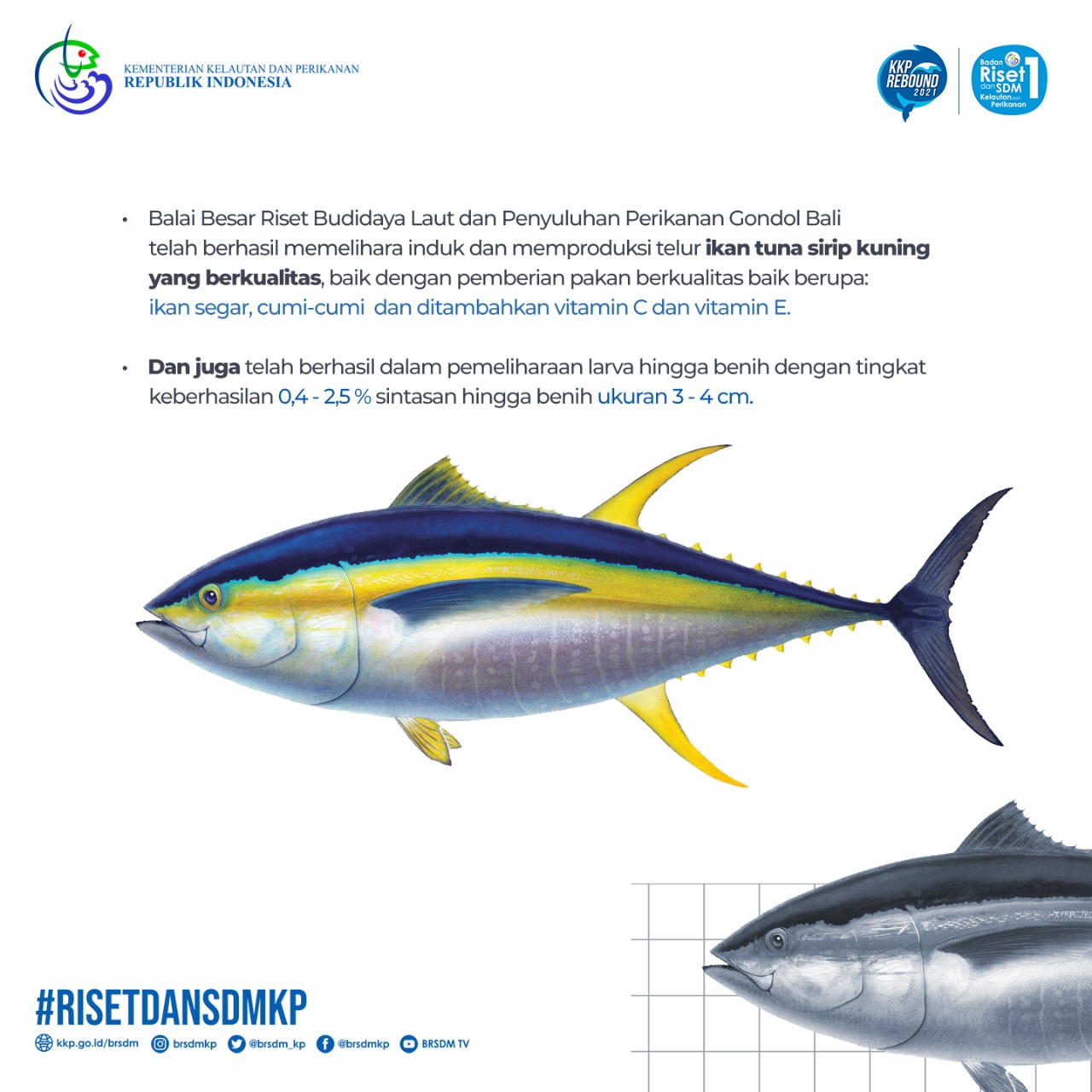 Detail Ikan Sirip Kuning Nomer 17