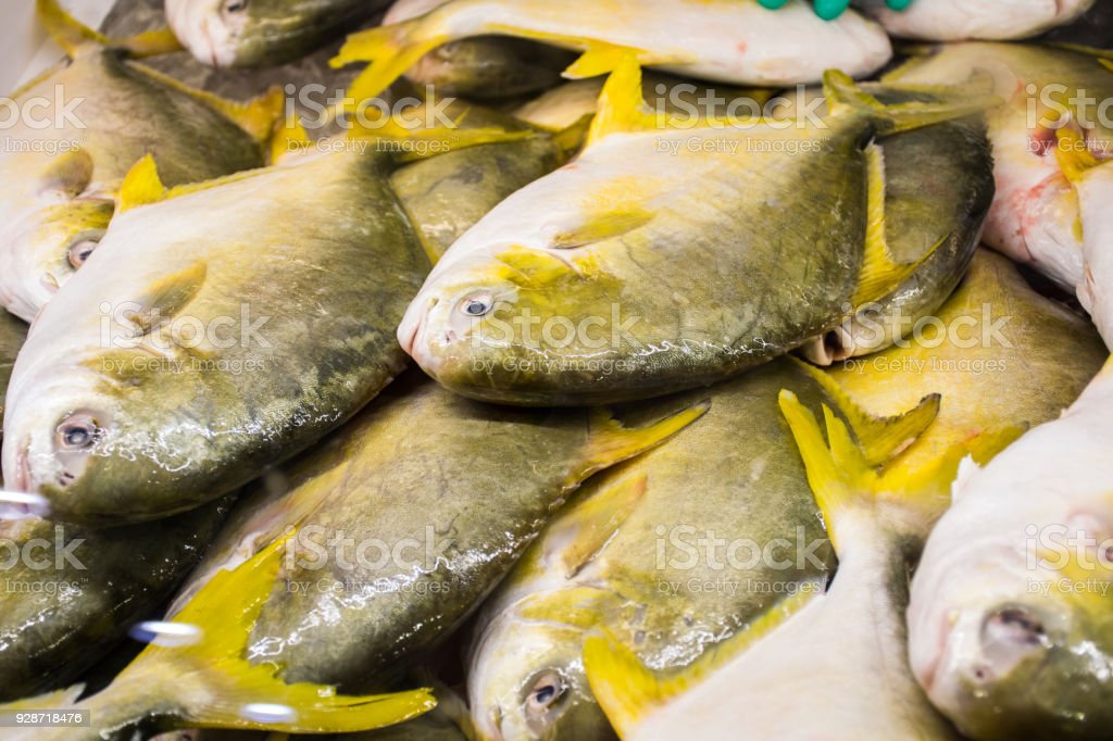 Detail Ikan Sirip Kuning Nomer 37