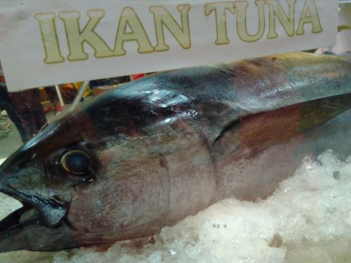 Detail Ikan Sirip Kuning Nomer 40