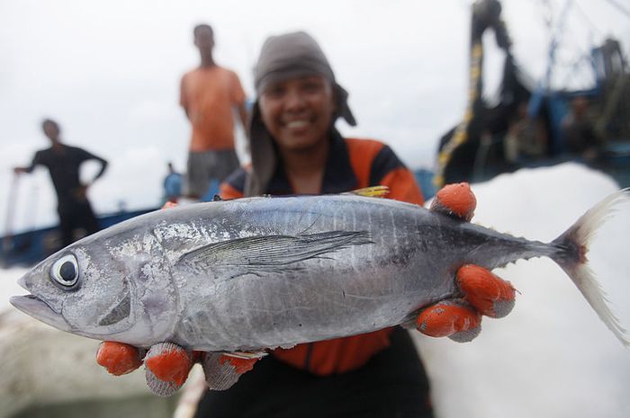 Detail Ikan Sirip Kuning Nomer 41