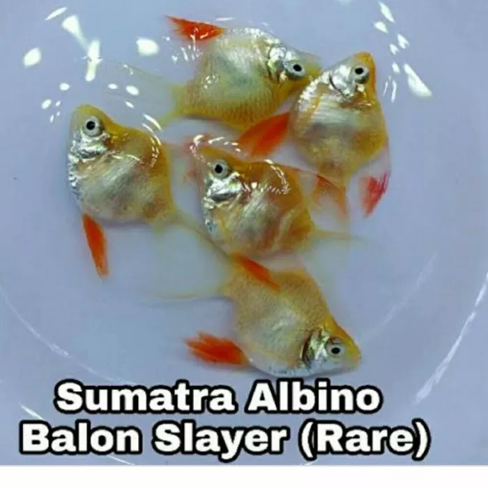 Detail Ikan Sumatra Albino Nomer 36