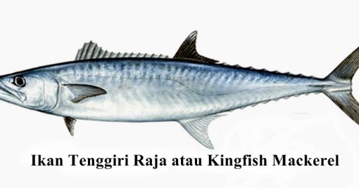 Detail Ikan Tenggiri Png Nomer 33