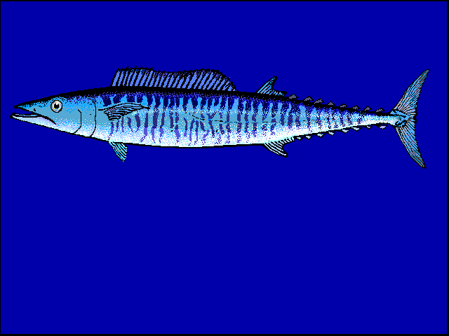 Detail Ikan Tenggiri Wahoo Nomer 15