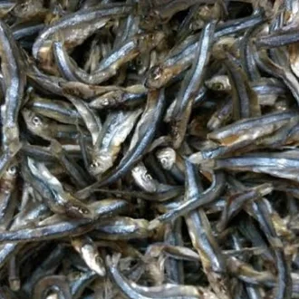 Detail Ikan Teri Hitam Nomer 3