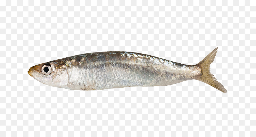 Detail Ikan Teri Png Nomer 7