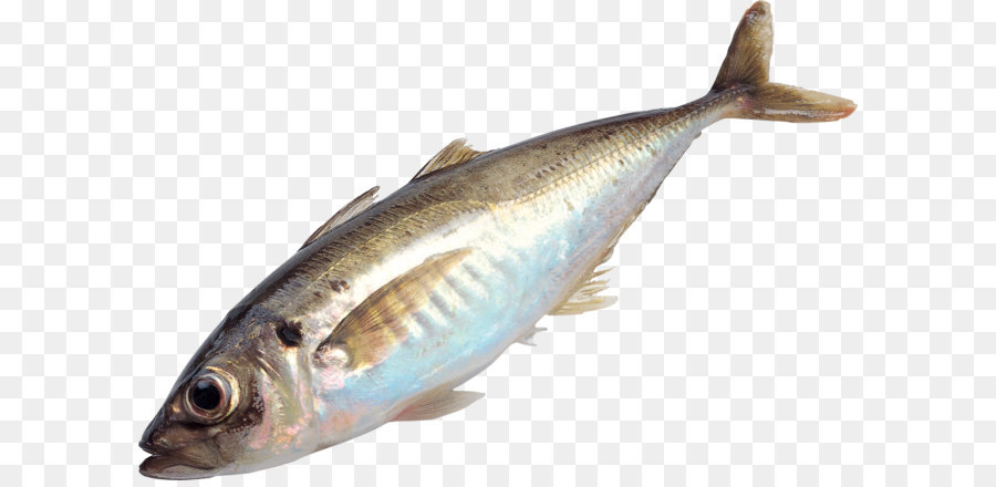 Detail Ikan Teri Png Nomer 8