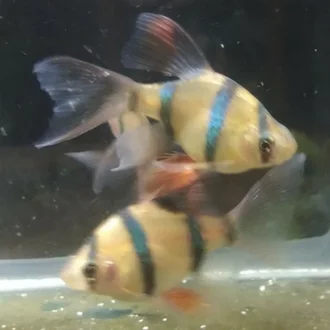 Detail Ikan Tiger Sumatra Nomer 52