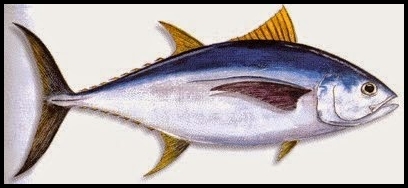 Detail Ikan Tuna Animasi Nomer 23