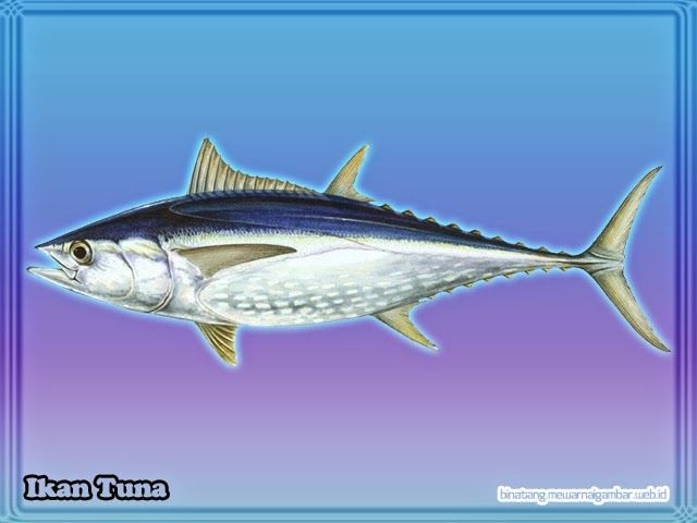 Detail Ikan Tuna Animasi Nomer 33