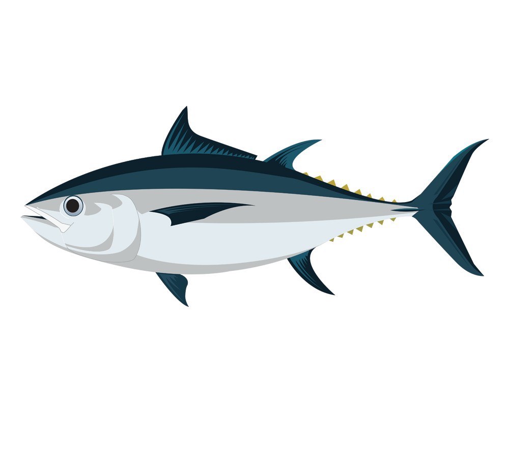 Detail Ikan Tuna Animasi Nomer 38