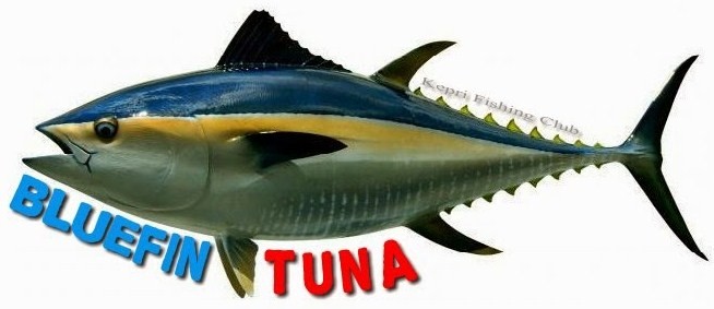 Detail Ikan Tuna Animasi Nomer 44