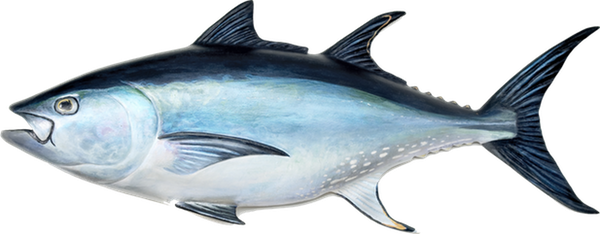 Detail Ikan Tuna Png Nomer 11