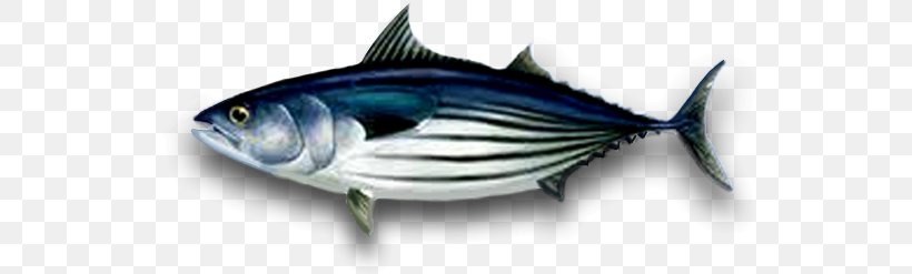 Detail Ikan Tuna Png Nomer 21