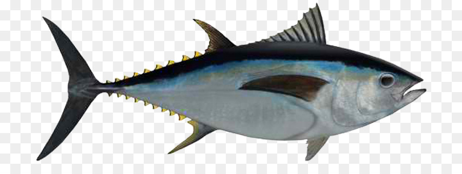 Detail Ikan Tuna Png Nomer 35