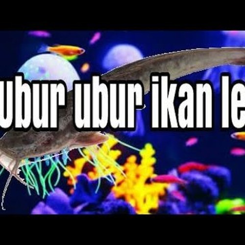 Detail Ikan Ubur Ubur Nomer 34