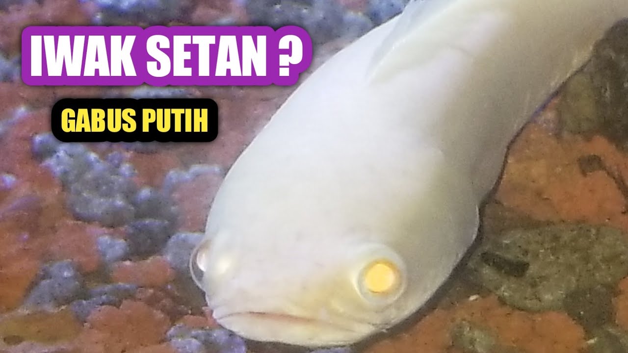 Detail Ikan Warna Putih Nomer 12