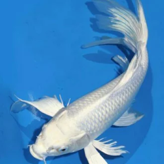 Detail Ikan Warna Putih Nomer 27
