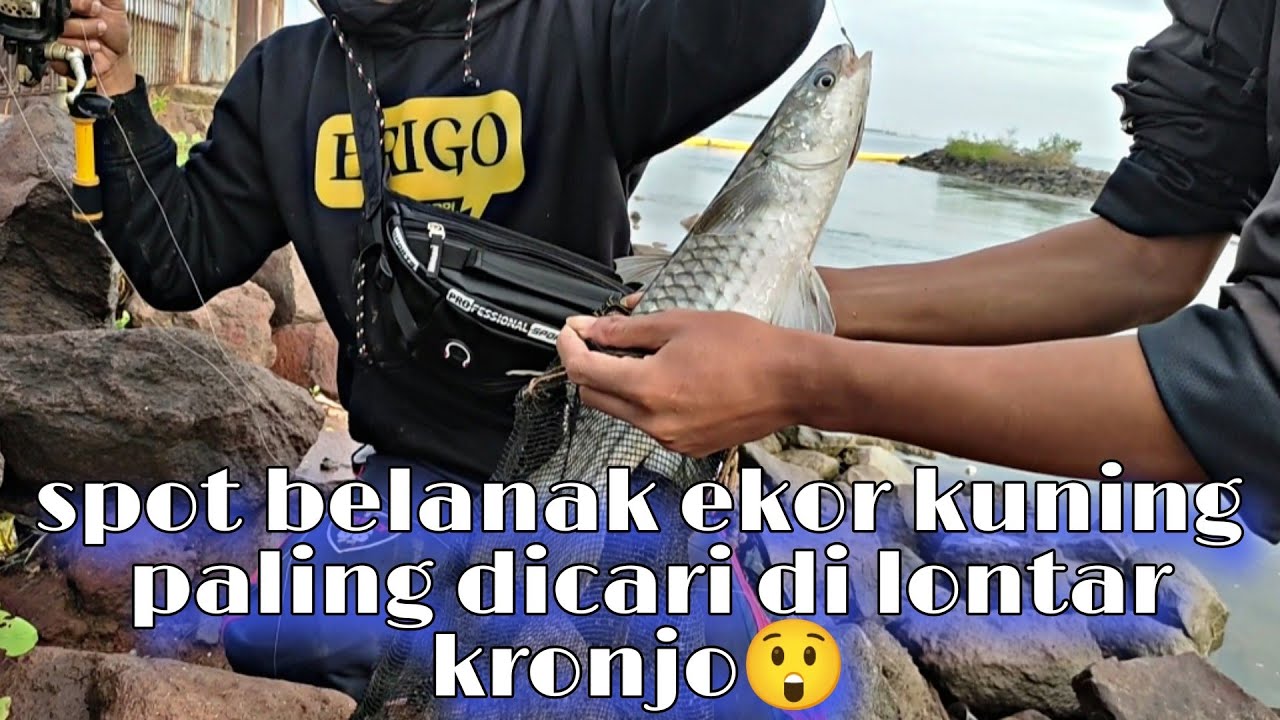 Detail Ikan Yang Gede Nomer 24