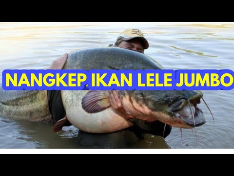 Detail Ikan Yang Gede Nomer 48