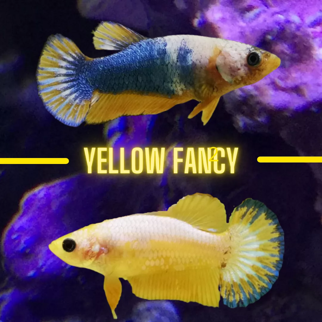 Detail Ikan Yellow Fancy Nomer 21