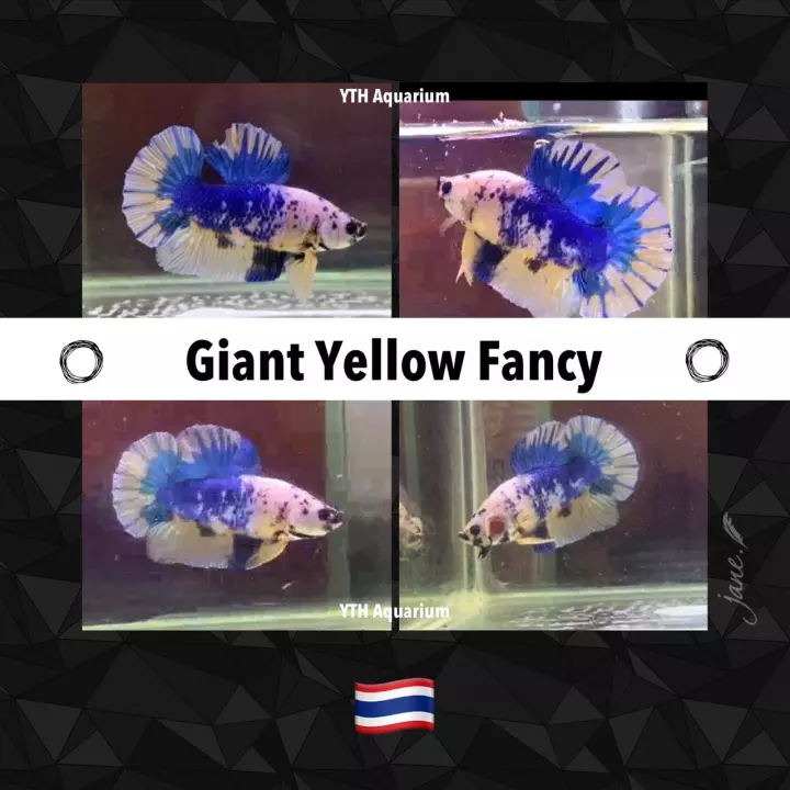 Detail Ikan Yellow Fancy Nomer 31