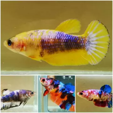 Detail Ikan Yellow Fancy Nomer 35