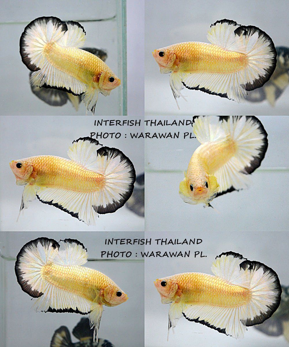 Detail Ikan Yellow Fancy Nomer 50