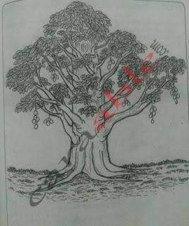 Detail Ilustrasi Gambar Pohon Mangga Nomer 36