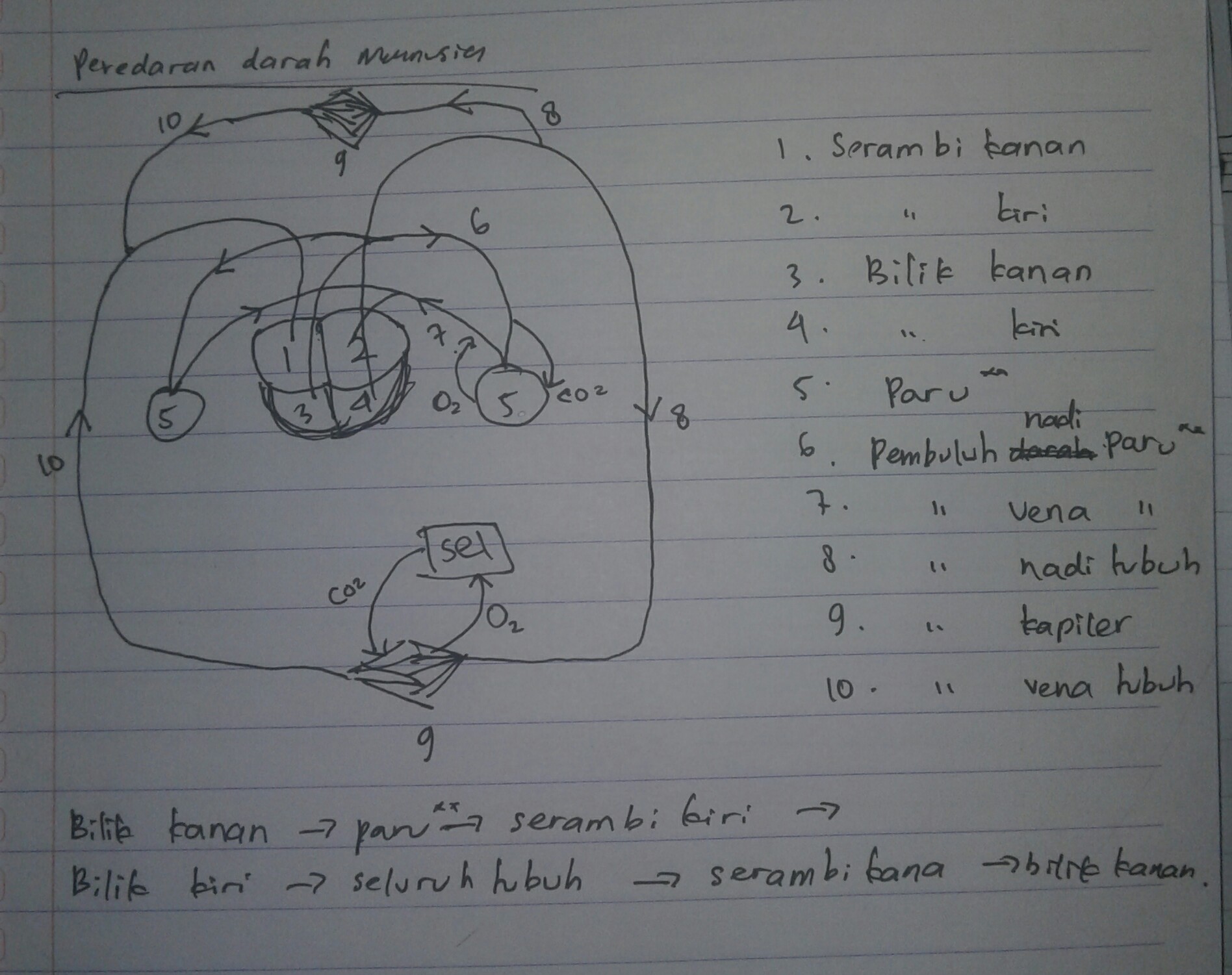 Detail Ilustrasi Gambar Sederhana Sistem Peredaran Darah Besar Dan Kecil Nomer 13