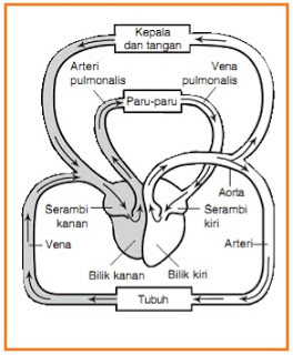 Detail Ilustrasi Gambar Sederhana Sistem Peredaran Darah Besar Dan Kecil Nomer 21