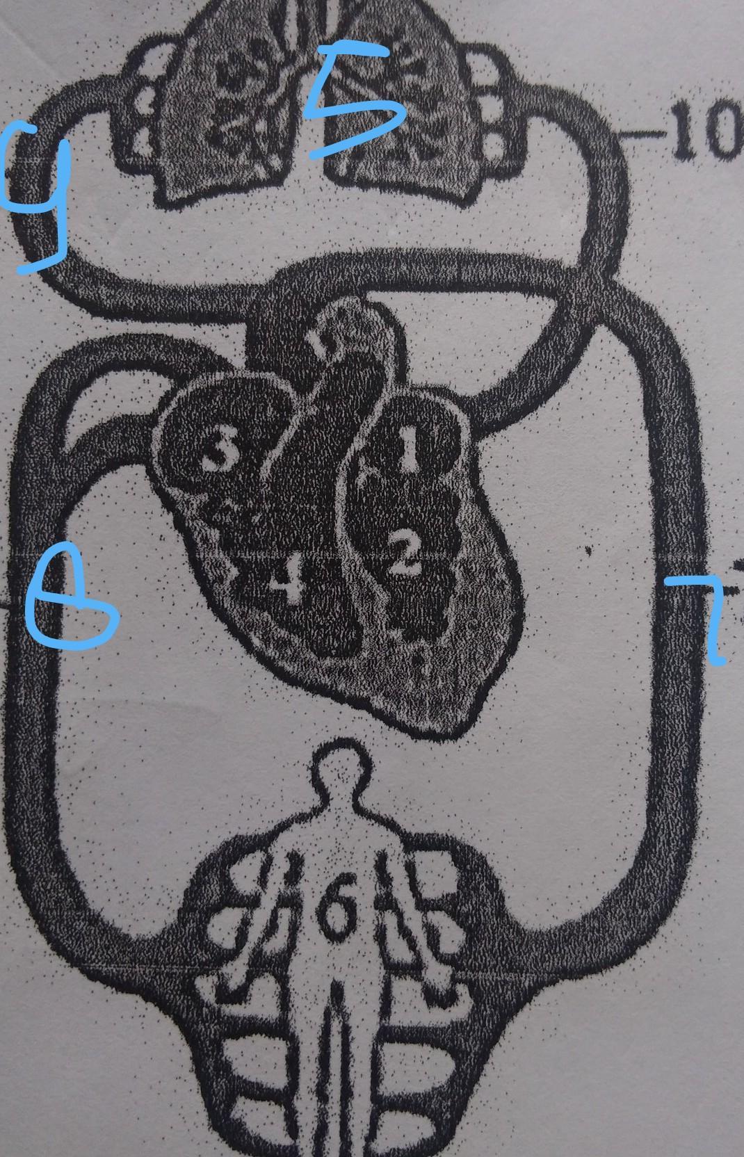 Detail Ilustrasi Gambar Sederhana Sistem Peredaran Darah Besar Dan Kecil Nomer 34