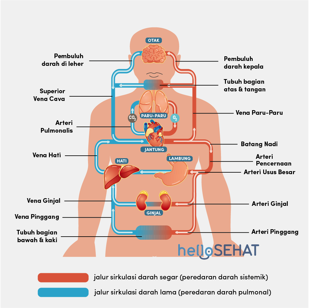 Detail Ilustrasi Gambar Sederhana Sistem Peredaran Darah Besar Dan Kecil Nomer 42