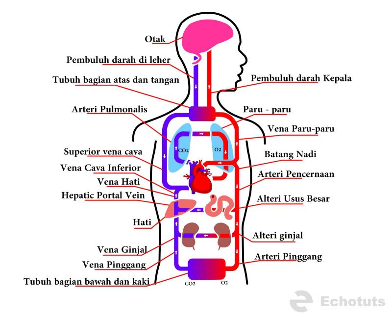 Detail Ilustrasi Gambar Sederhana Sistem Peredaran Darah Besar Dan Kecil Nomer 45