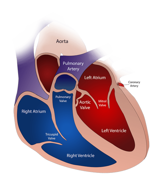 Detail Ilustrasi Gambar Sistem Peredaran Darah Besar Dan Kecil Nomer 16