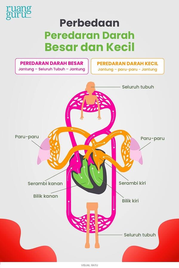 Detail Ilustrasi Gambar Sistem Peredaran Darah Besar Dan Kecil Nomer 4