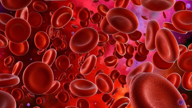 Detail Ilustrasi Gambar Sistem Peredaran Darah Besar Dan Kecil Nomer 33