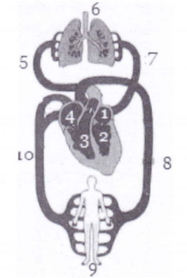 Detail Ilustrasi Gambar Sistem Peredaran Darah Besar Dan Kecil Nomer 38