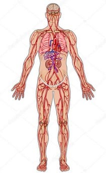 Detail Ilustrasi Gambar Sistem Peredaran Darah Besar Dan Kecil Nomer 48