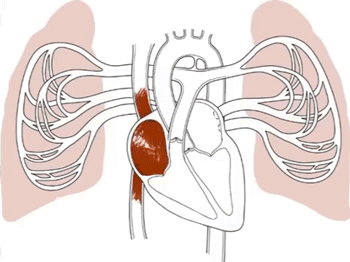 Detail Ilustrasi Gambar Sistem Peredaran Darah Besar Dan Kecil Nomer 53
