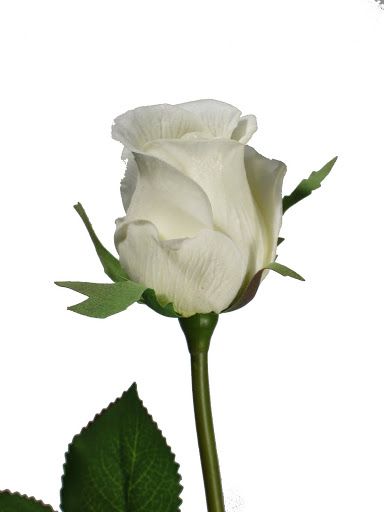 Detail Love White Rose Nomer 8