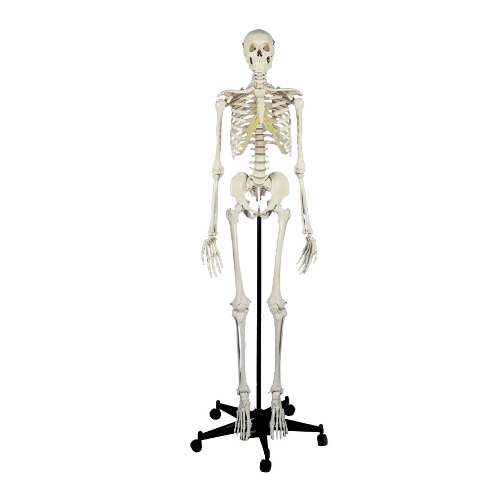 Detail Menschliches Skelett Bilder Nomer 4