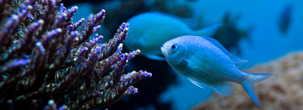 Detail Image Aquarium Nomer 37